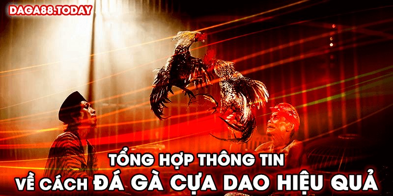 Tổng hợp thông tin về cách đá gà cựa dao hiệu quả