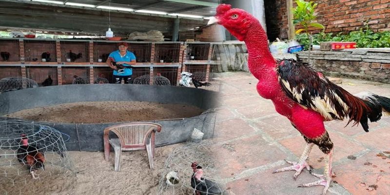 Bước cuối cùng trong cách làm trang trại nuôi gà đá là làm chuồng