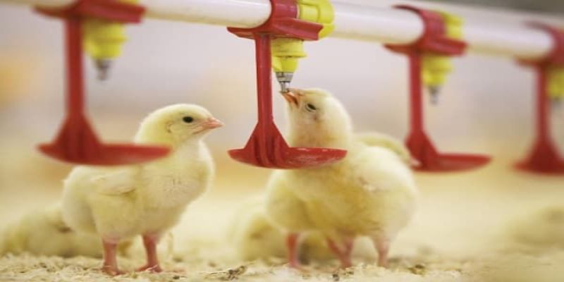 Nước uống trong cách nuôi gà chọi con