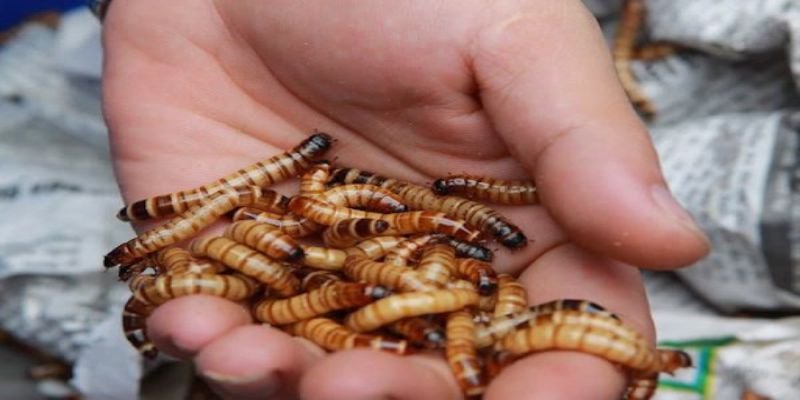 Thức ăn trong cách nuôi gà chọi con