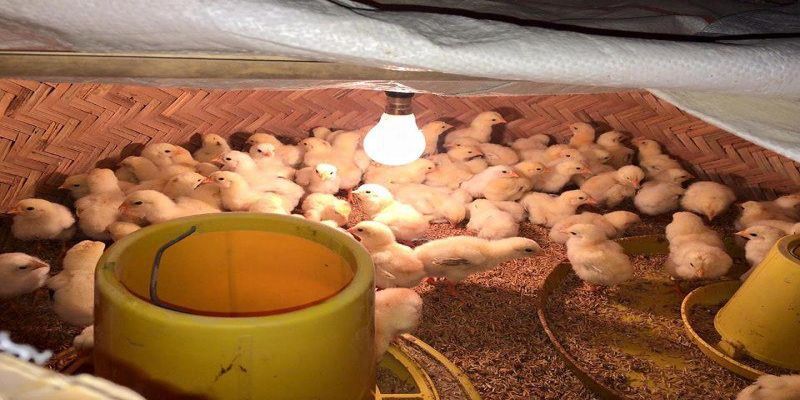 Cách chăm sóc gà chọi con