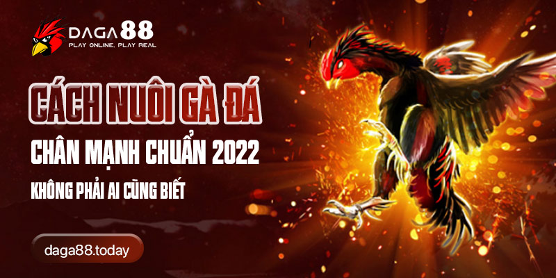 Cách Nuôi Gà Đá Chân Mạnh Chuẩn 2022 Không Phải Ai Cũng Biết