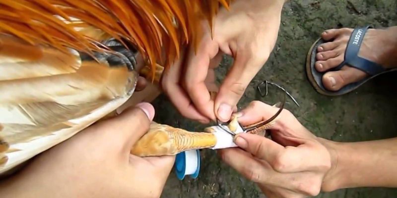 Cách nuôi gà đá cựa sắt 