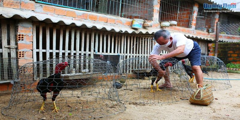 Nuôi gà đá cựa sắt sau khi thi đấu