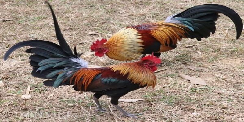 Đặc điểm nổi bật của gà tre đá