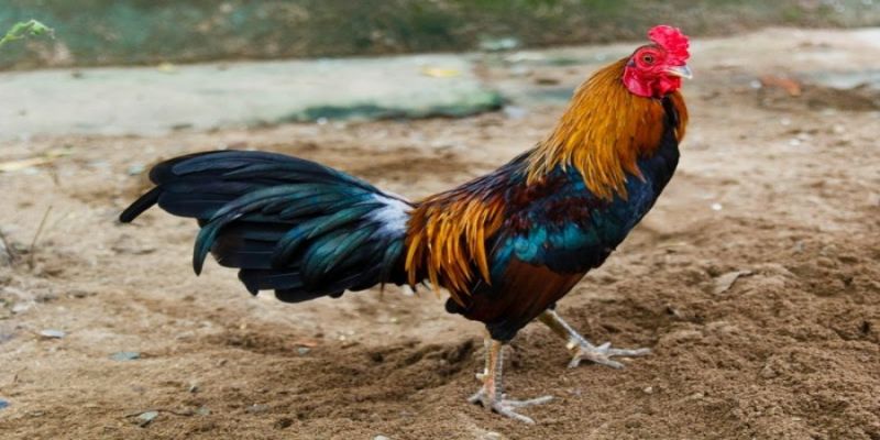 Tiêu chuẩn của cách nuôi gà tre đá