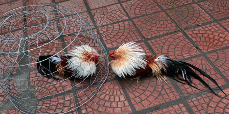 Huấn luyện và chăm sóc gà tre