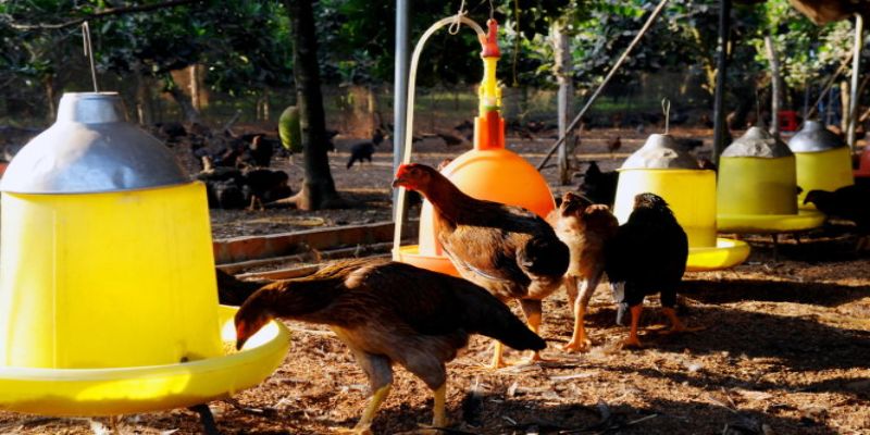Chuẩn bị điều kiện nuôi gà thả vườn