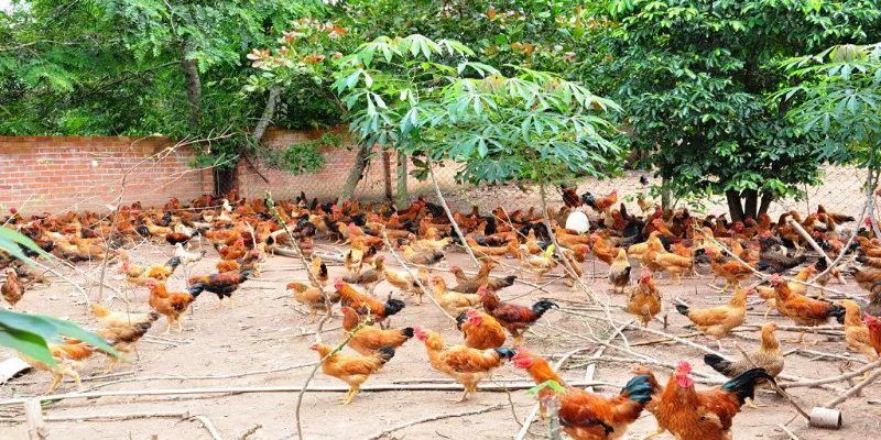 Chọn giống trong cách thức nuôi gà thả vườn