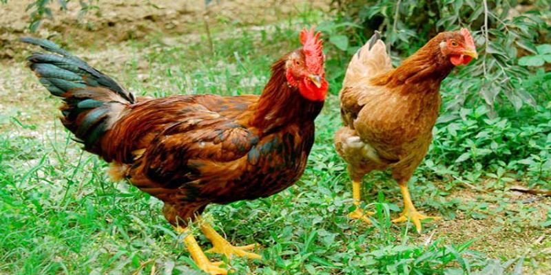 Chế độ dinh dưỡng của gà thả vườn