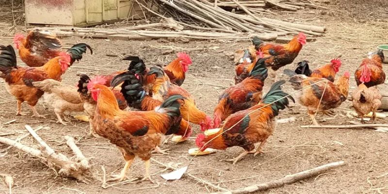 Chi phí con giống nuôi gà thả vườn