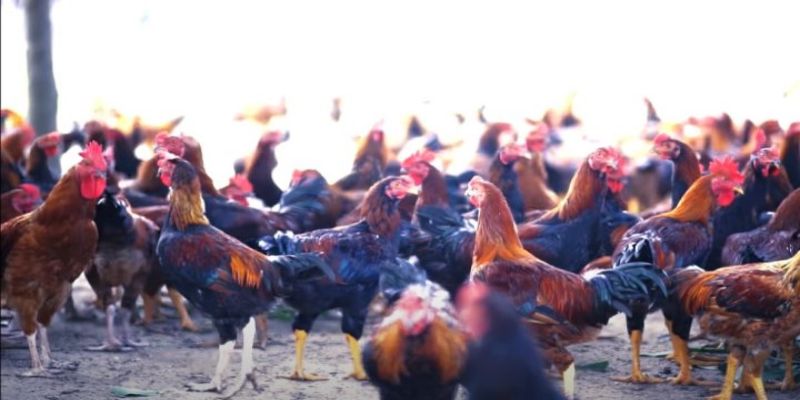 Chi phí chuồng trại nuôi gà thả vườn