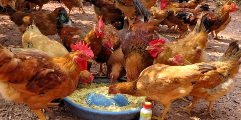 Chi phí phòng bệnh nuôi gà thả vườn