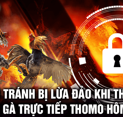 Cách tránh bị lừa khi tham gia đá gà trực tiếp Thomo hôm nay