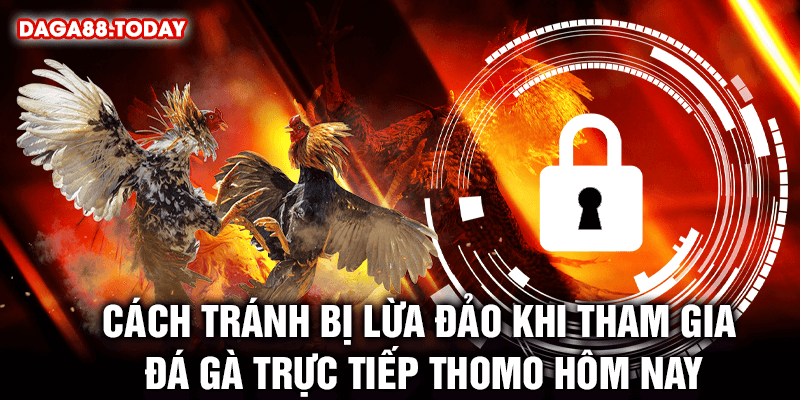 Cách tránh bị lừa khi tham gia đá gà trực tiếp Thomo hôm nay