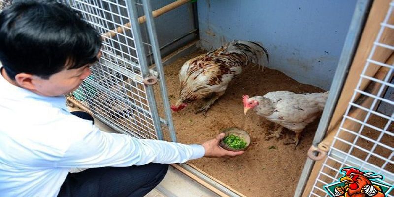 Cách vô mồi cho gà đá cựa sắt