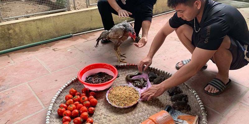 Lưu ý khi vô mồi cho gà đá cựa sắt