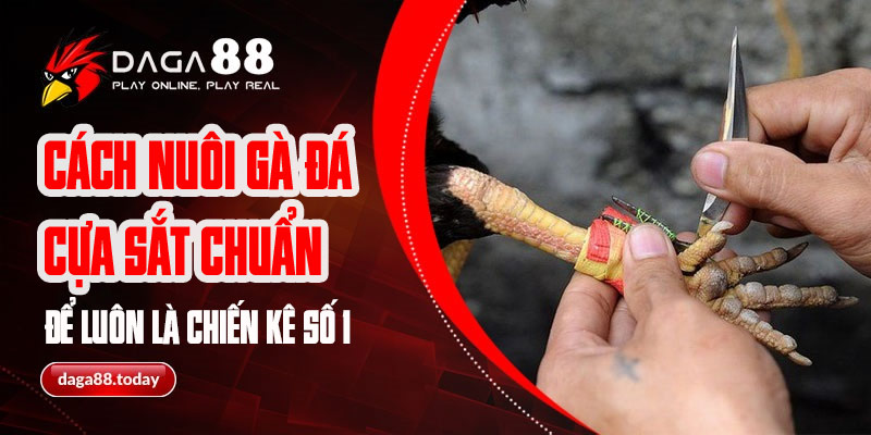 Cách xem gà đát cựa dao sv388