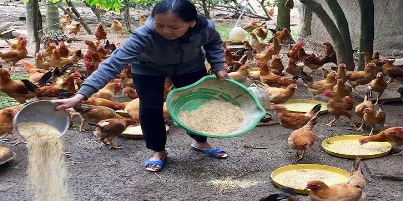 Cho gà thả vườn ăn thức ăn đa dạng nhưng hãy trộn lẫn với sỏi