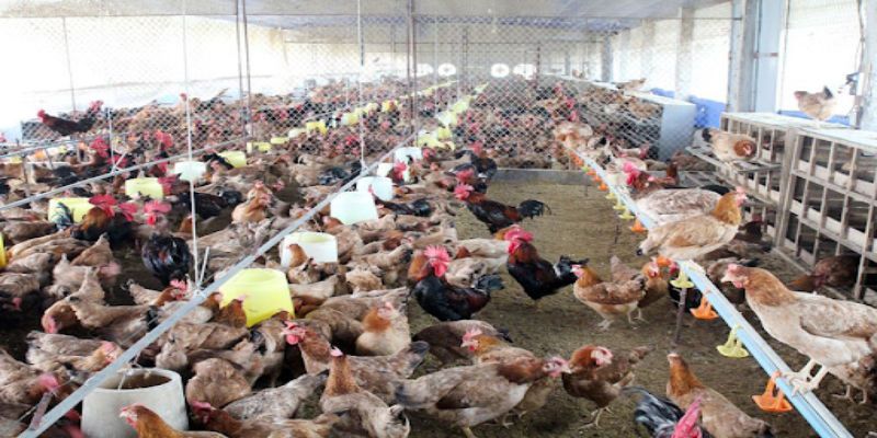 Những điều cần lưu ý trong mô hình nuôi gà