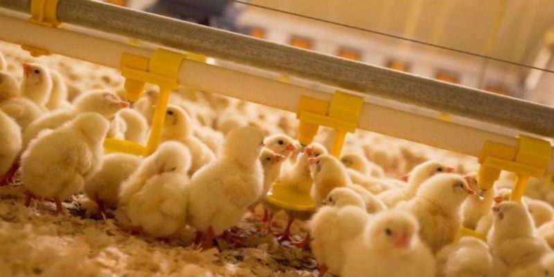 Chi phí nuôi gà công nghiệp mô hình trang trại bao nhiêu?