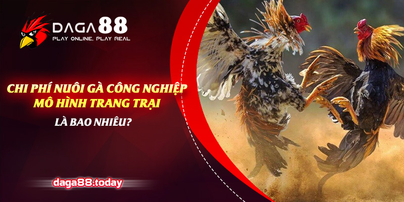 Chi phí nuôi gà công nghiệp mô hình trang trại