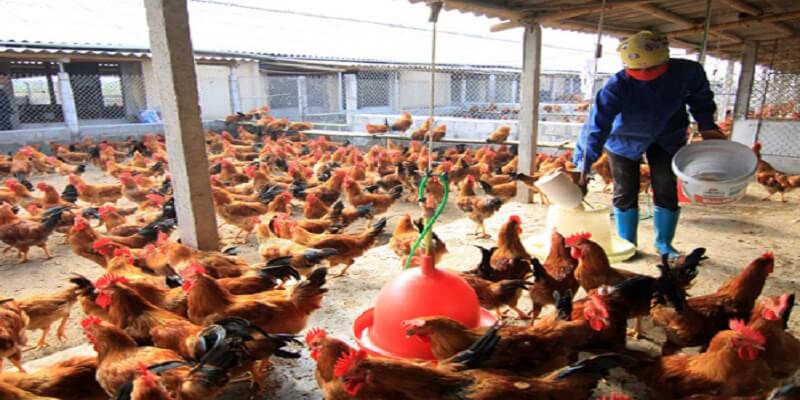Một số điểm lưu ý trong cách làm chuồng nuôi gà thả vườn