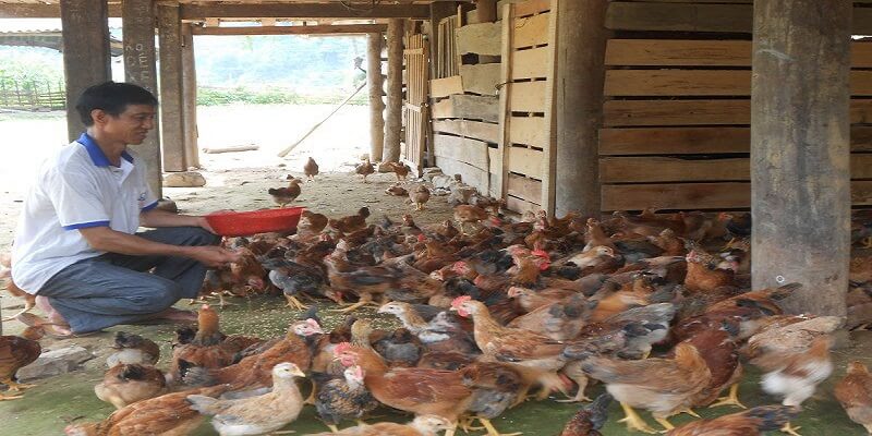 Cách làm chuồng nuôi gà thả vườn