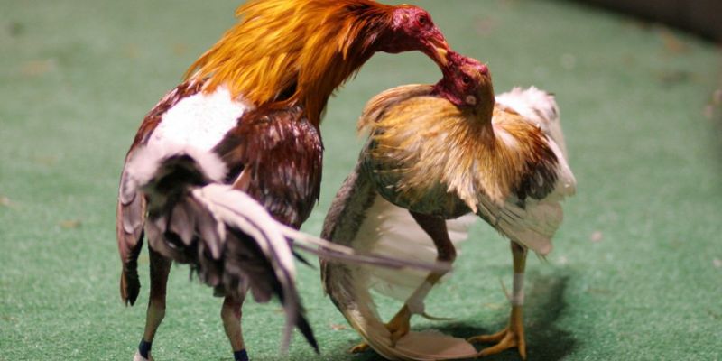 Coi đá gà cựa dao chi tiết nhất