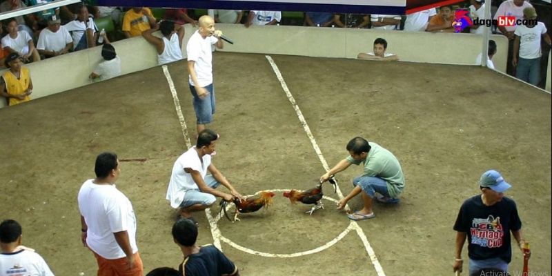 Coi đá gà cựa dao chuyên nghiệp