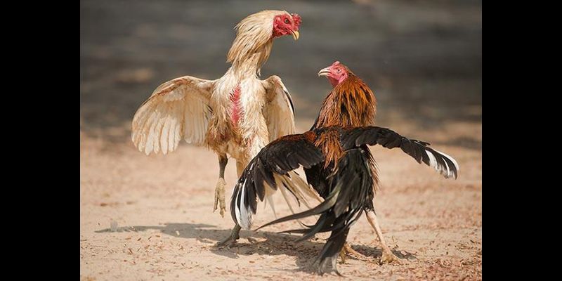 giải đá gà quốc tế 