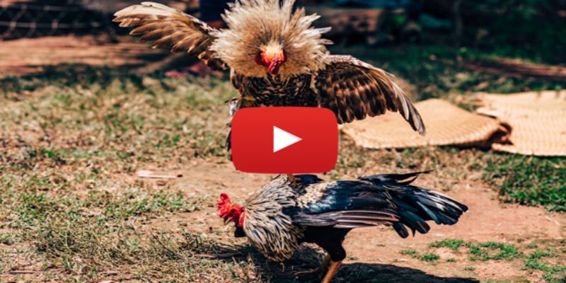 Coi đá gà trực tiếp là như thế nào?