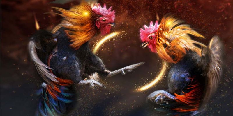 Xem đá gà dễ dàng, đơn giản