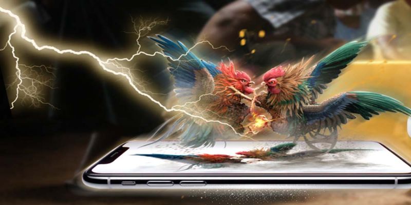 Nhiều trận đấu đá gà hấp dẫn