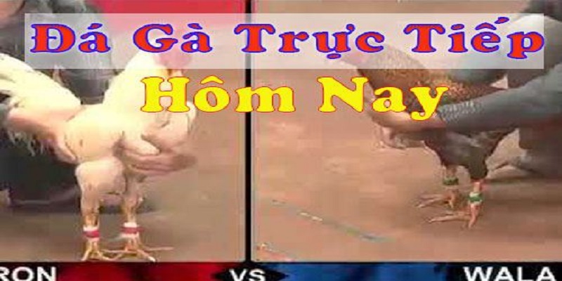 coi đá gà trực tiếp hôm nay