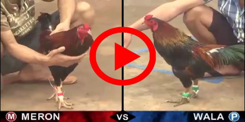 Coi đá gà trực tiếp trên Momo có được không?