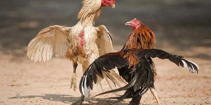 hình thức đá gà mạng