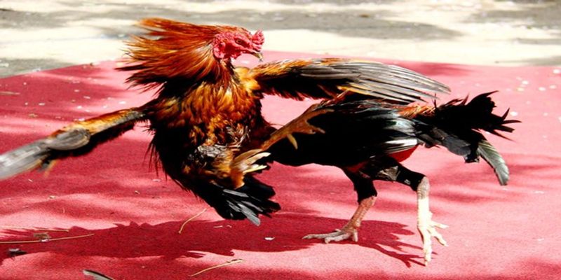 Luật chơi đá gà cựa sắt thomo
