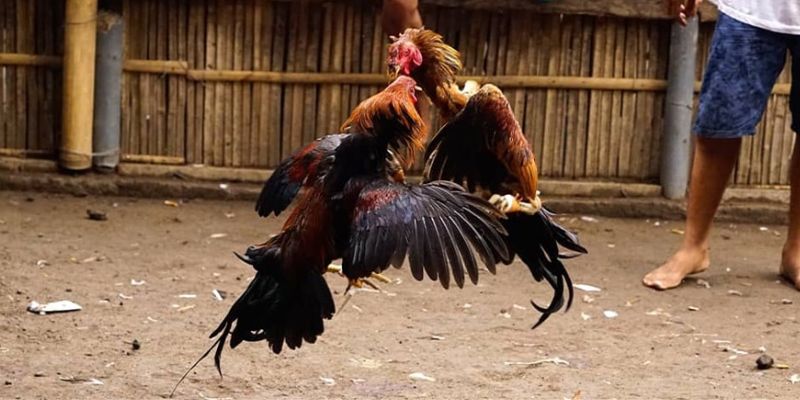 Đá gà bằng cựa dao với đa dạng chủng loại