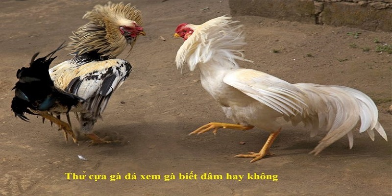 đá gà bằng cựa sắt