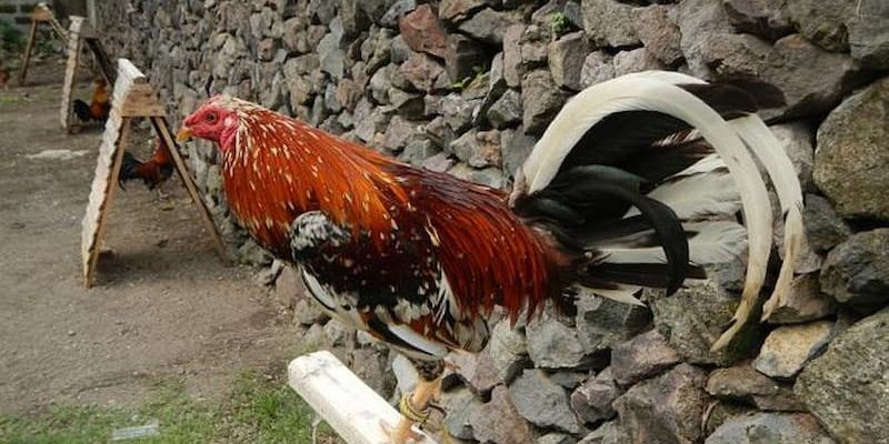 Đá gà cựa dao 2022 chuyên nghiệp với giống được tuyển chọn kỹ càng