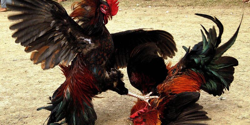 Các trận đá gà hấp dẫn nhất hiện nay