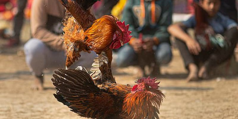 Tìm hiểu kỹ luật chơi đá gà cựa dao Thomo