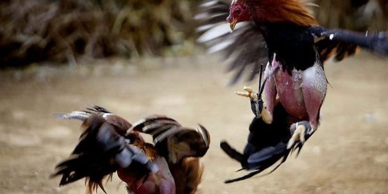 Kinh nghiệm chơi đá gà cựa dao hôm nay
