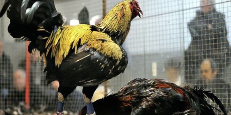 Kinh nghiệm chơi đá gà cựa dao hôm nay