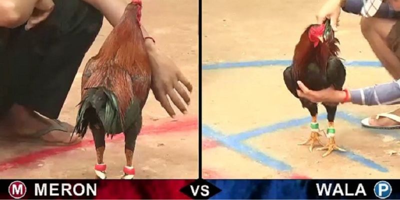 Tìm hiểu kinh nghiệm đá gà cựa dao hôm nay