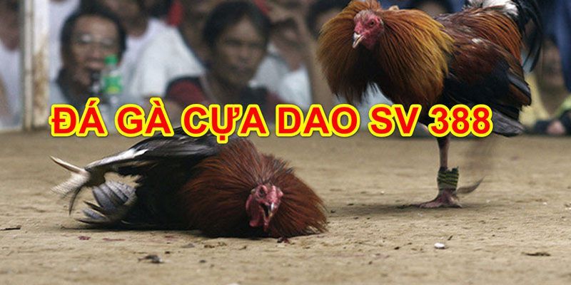 Đá gà cựa dao live Sv388 được mọi người đón nhận
