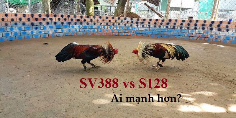 Đá gà Sv388 được nhiều anh em tại Daga88 lựa chọn