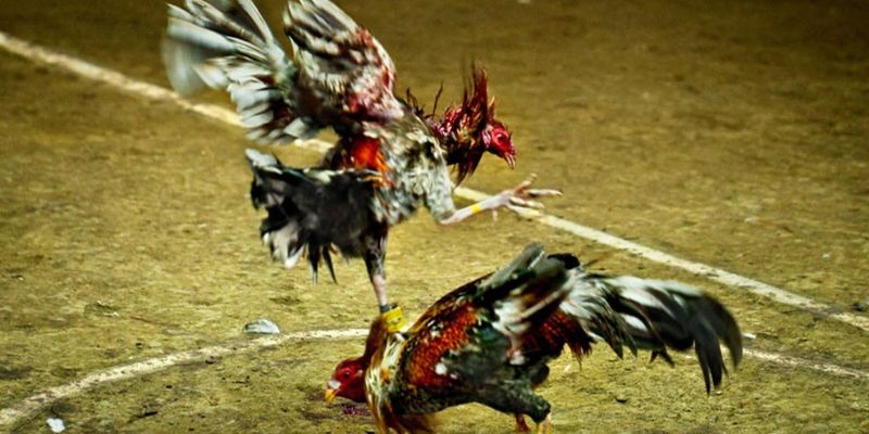 Nhận định tướng gà tốt trong trận đấu