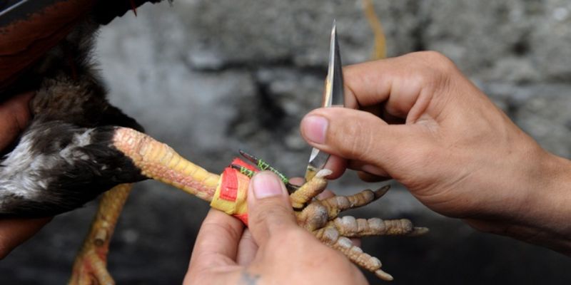 Chơi đá gà cựa dao Mỹ vì đam mê, giải trí
